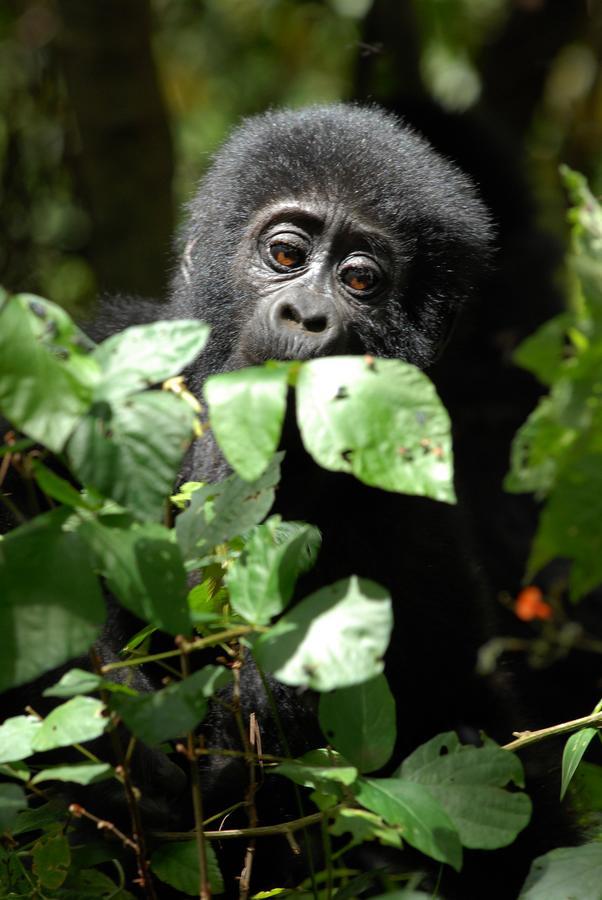 Nkuringo Bwindi Gorilla Lodge Exterior photo